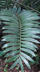 Encephalartos