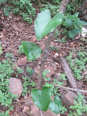 Dioscorea cotinifolia