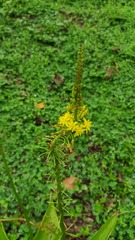 Bulbine latifolia latifolia