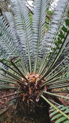 Encephalartos
