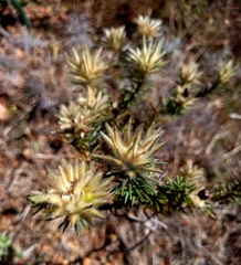 Phylica plumosa