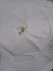 Stagmatoptera femoralis