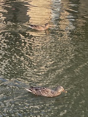 Anas platyrhynchos