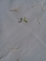 Stagmatoptera femoralis