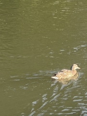 Anas platyrhynchos