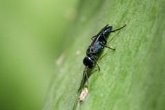 Dryudella caerulea