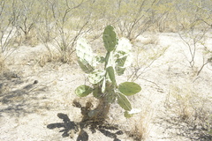 Opuntia quimilo