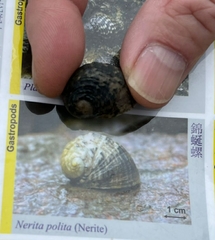 Nerita polita