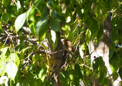 Erithacus rubecula