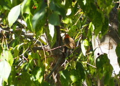 Erithacus rubecula