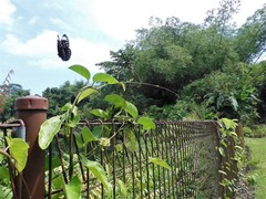 Euploea crameri bremeri