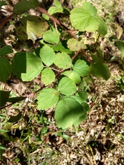 Rubus phoenicolasius