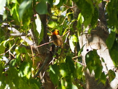 Erithacus rubecula