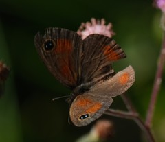 Cassionympha detecta