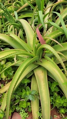 Aloe vanbalenii