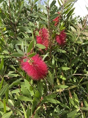 Melaleuca glauca