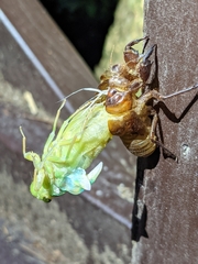 Macrosemia kareisana
