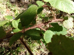 Rubus phoenicolasius