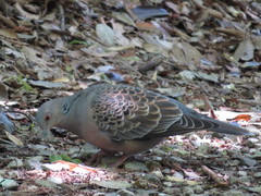 Streptopelia orientalis
