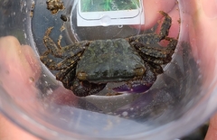 Metopograpsus frontalis