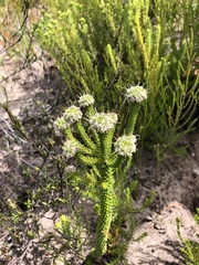Agathosma geniculata