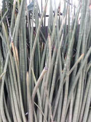 Sansevieria cylindrica