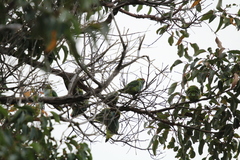 Parvipsitta porphyrocephala