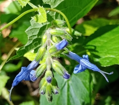 Salvia scutellarioides