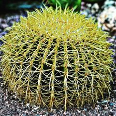 Kroenleinia grusonii
