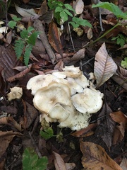 Clitocybe inflatipes