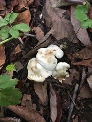 Clitocybe inflatipes