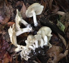 Clitocybe inflatipes