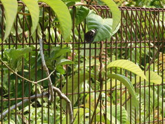 Euploea crameri bremeri