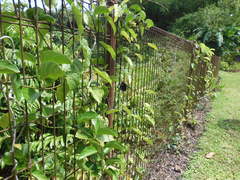 Euploea crameri bremeri