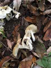 Clitocybe inflatipes