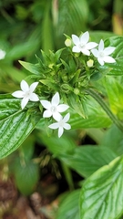 Pentas