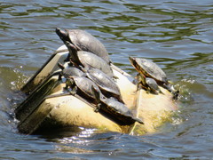Trachemys scripta elegans
