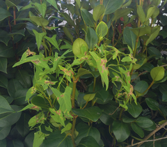 Calystegia marginata
