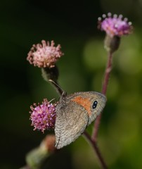Cassionympha detecta