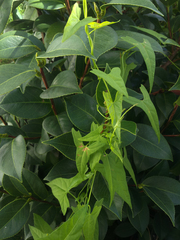 Calystegia marginata