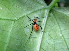 Leptoglossus gonagra