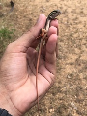 Aspidoscelis communis