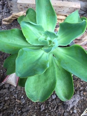 Gibbiflorae