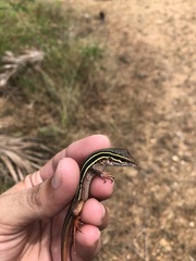 Aspidoscelis communis