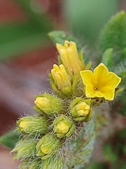 Euploca salicoides