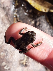 Bufotes viridis viridis