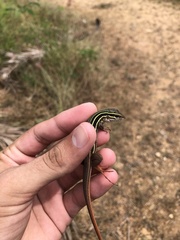 Aspidoscelis communis