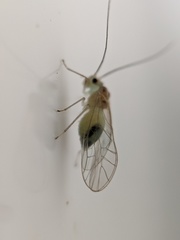 Stenopsocus immaculatus