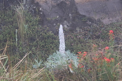 Lupinus alopecuroides