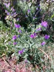 Echium plantagineum